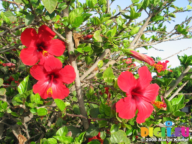 27679 Red hibiscus flowers